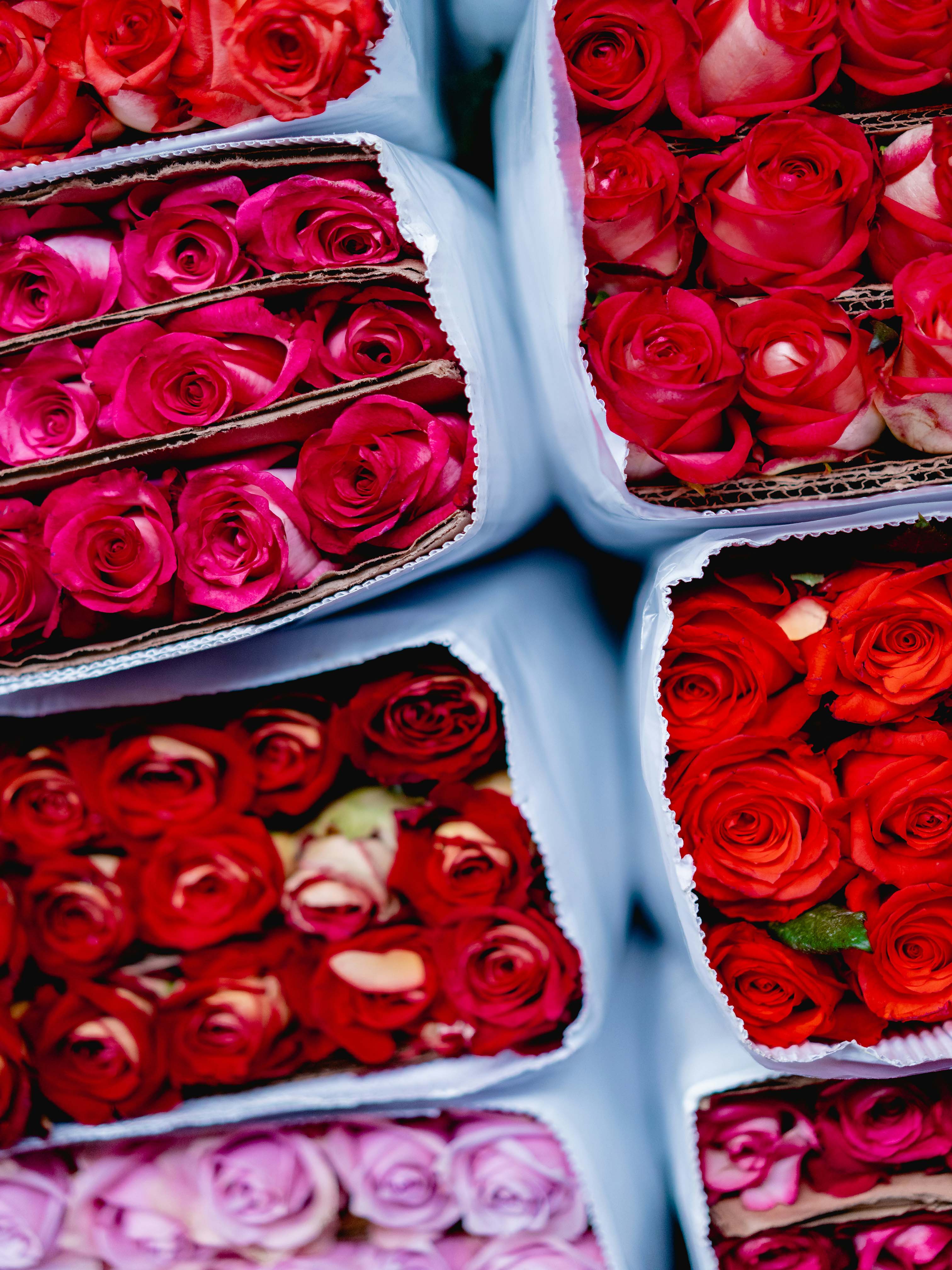 Exportación de Flores